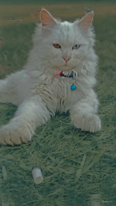 double eyes white Persian male available