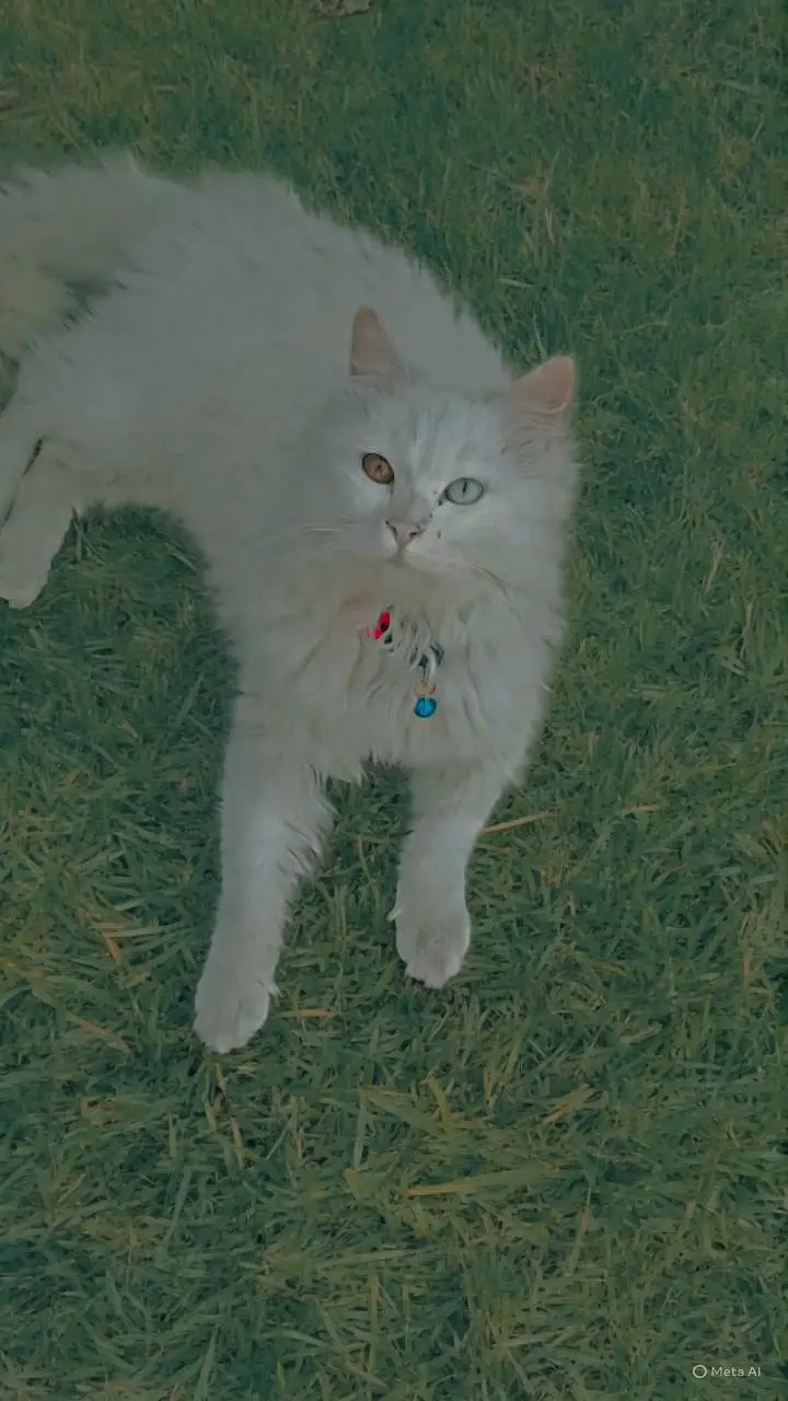 double eyes white Persian male available — photo 2