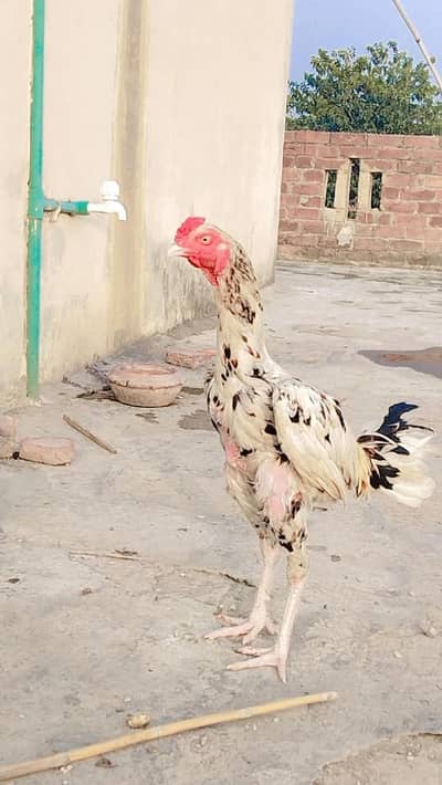 Aseel Jawa Murga for sale Healthy and Active