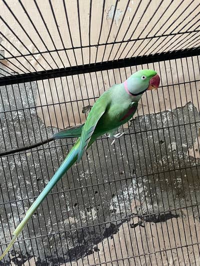 Parrot