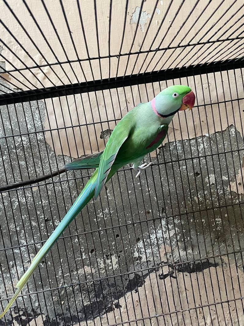 Parrot 0