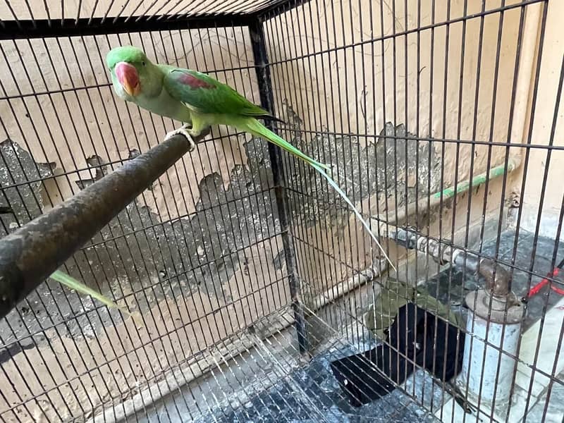 Parrot 1