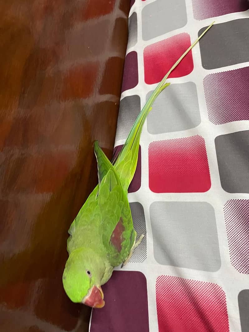 Parrot 2