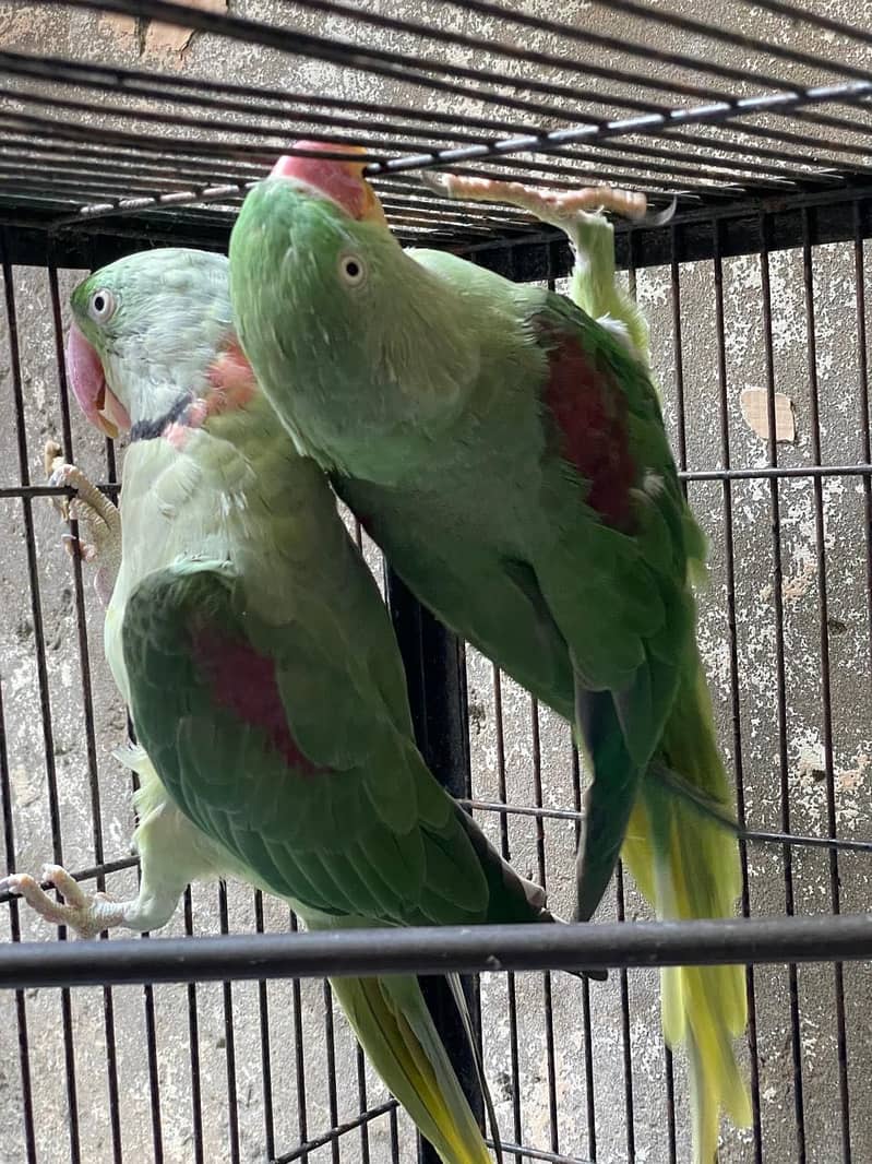 Parrot 3