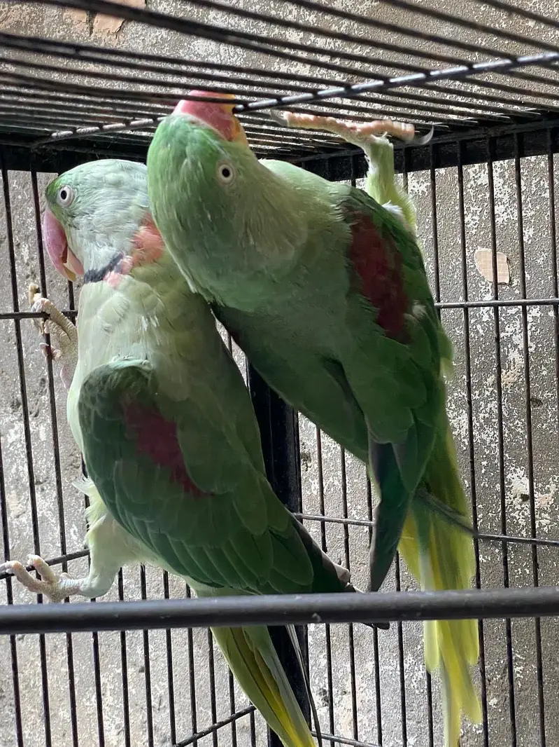 Parrot — photo 4