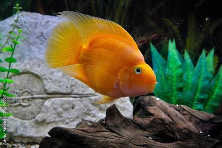 Yellow Parrot Fish One Pice