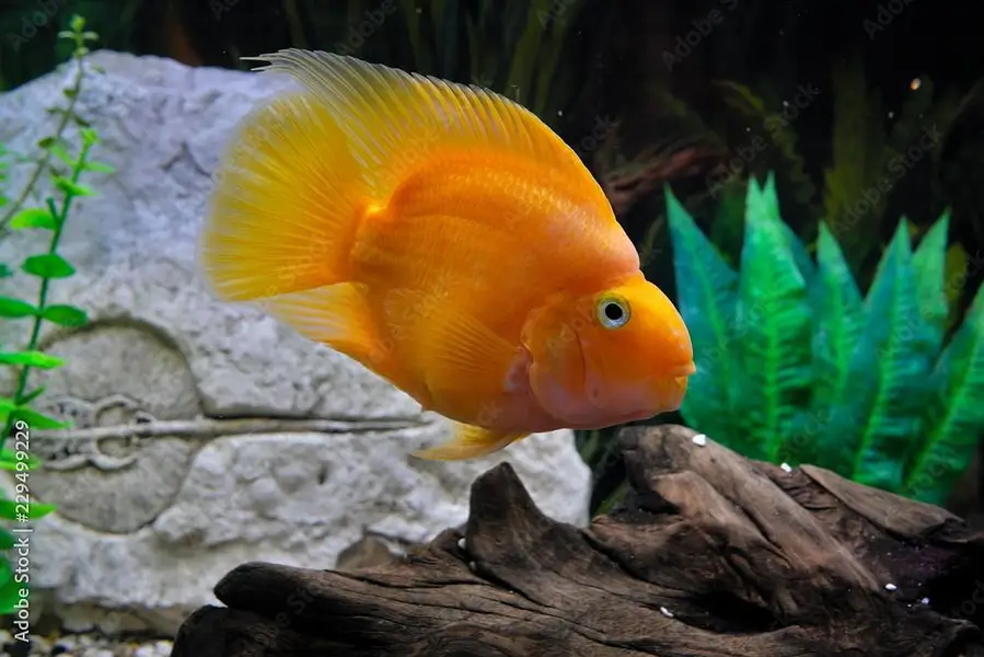 Yellow Parrot Fish One Pice