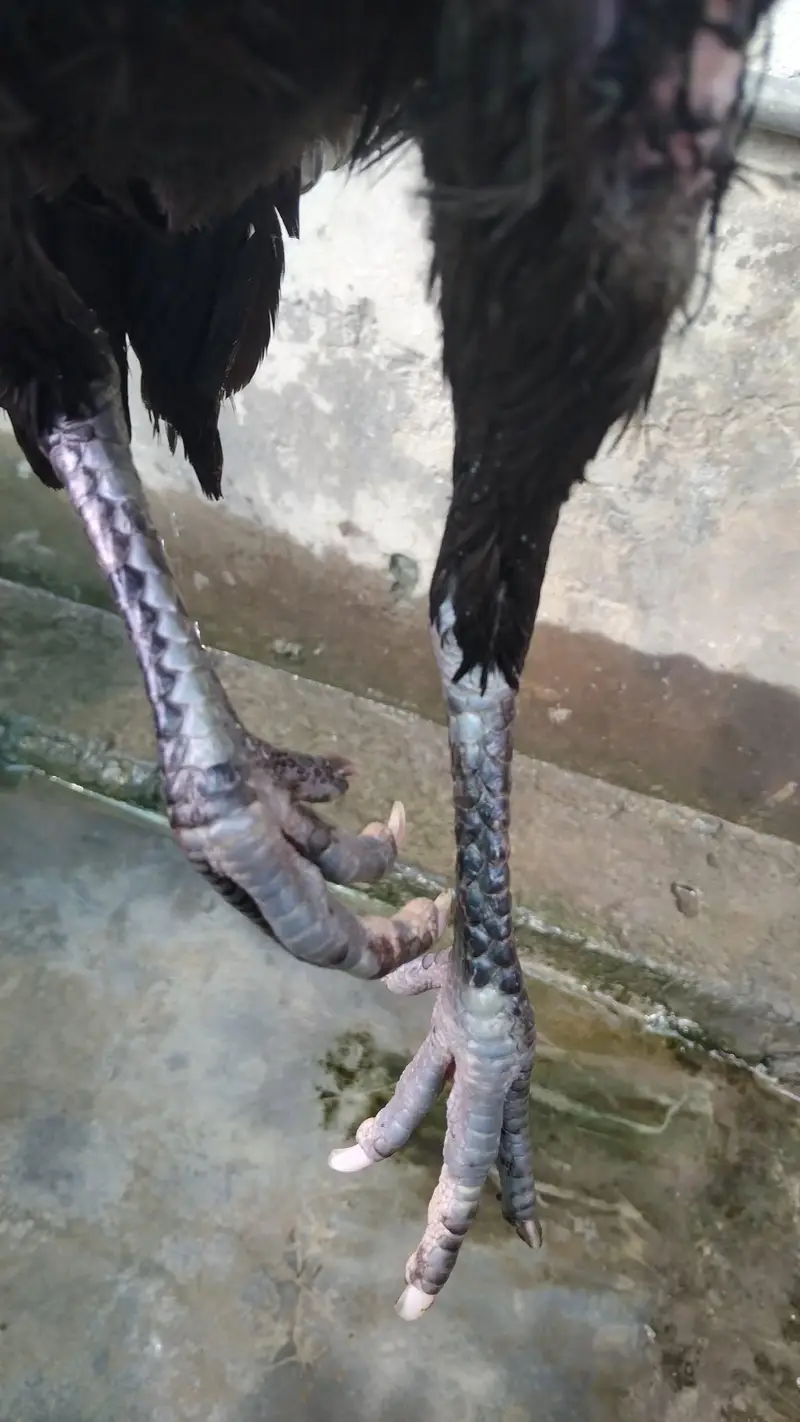 BURMI ASEEL MADIA — photo 3