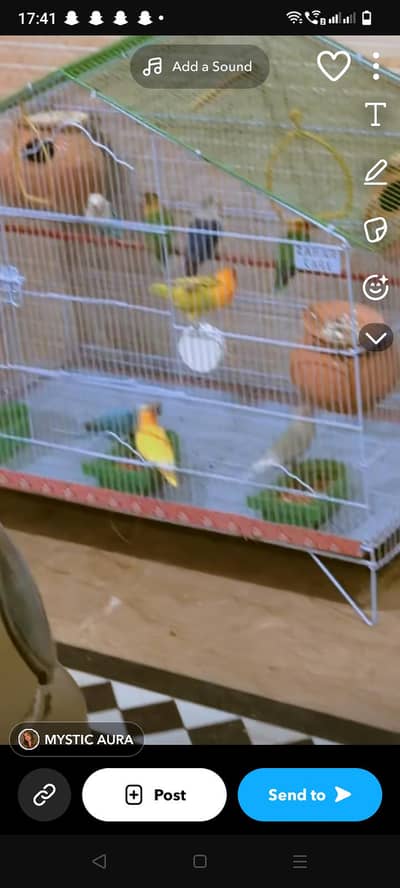 Love Birds Breeding Pair