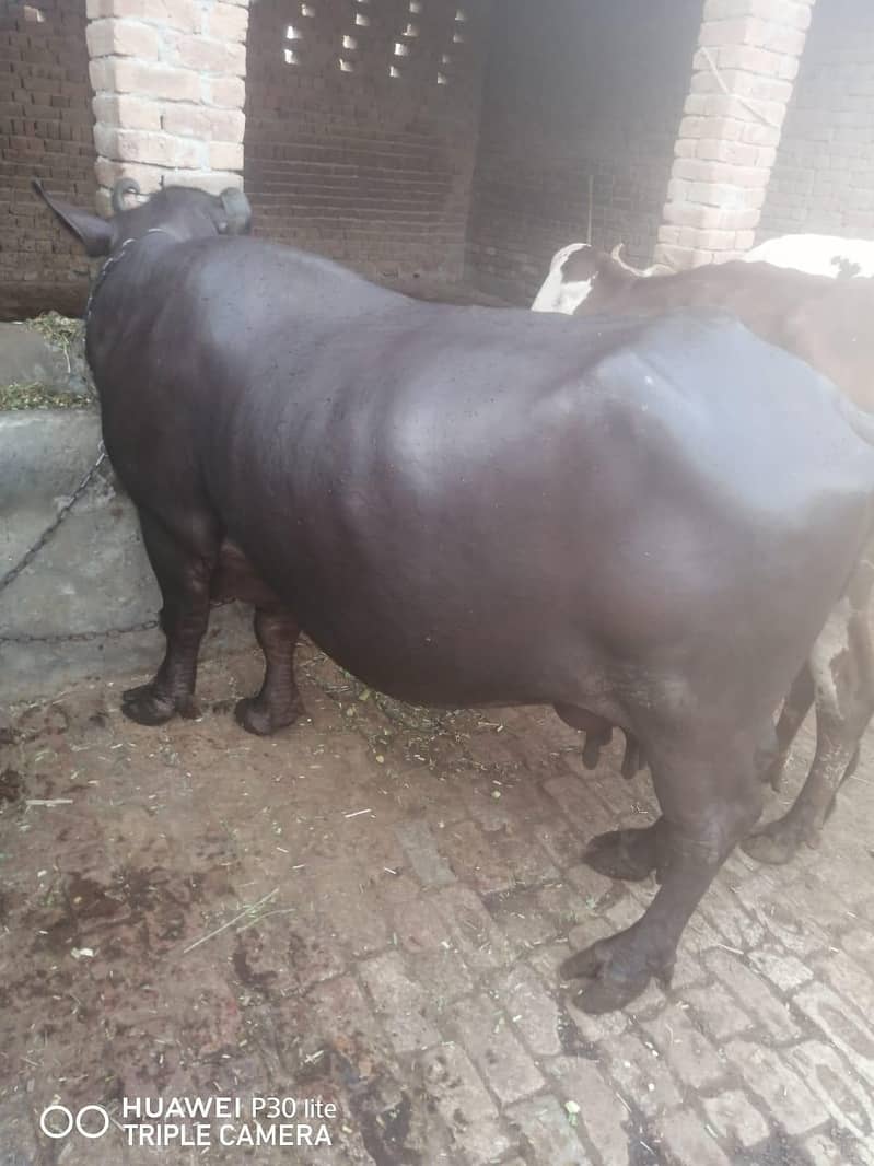 بھینس سیل کرنی ہے ساتھ ایک بچہ بھی ہے 0
