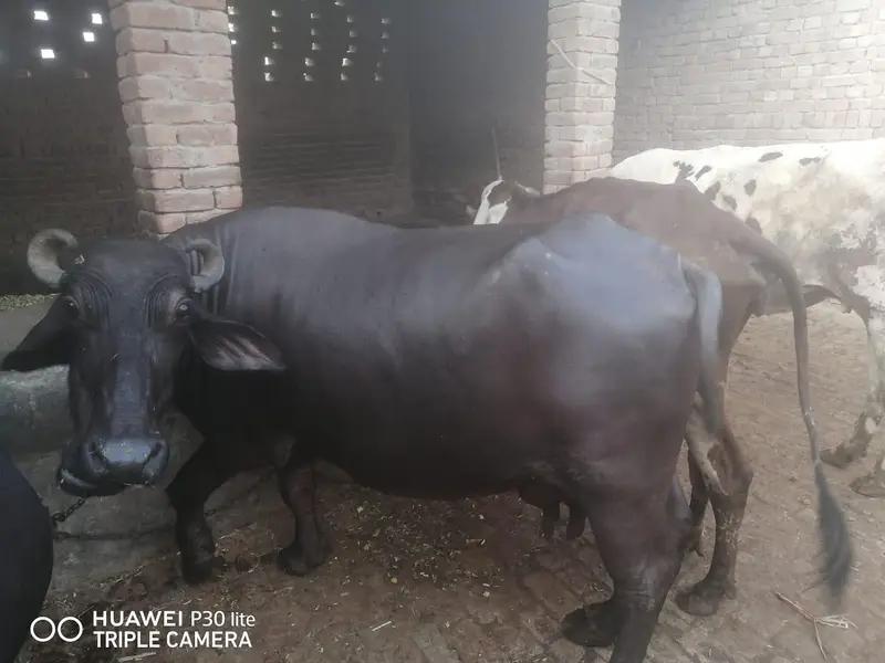 بھینس سیل کرنی ہے ساتھ ایک بچہ بھی ہے — photo 2