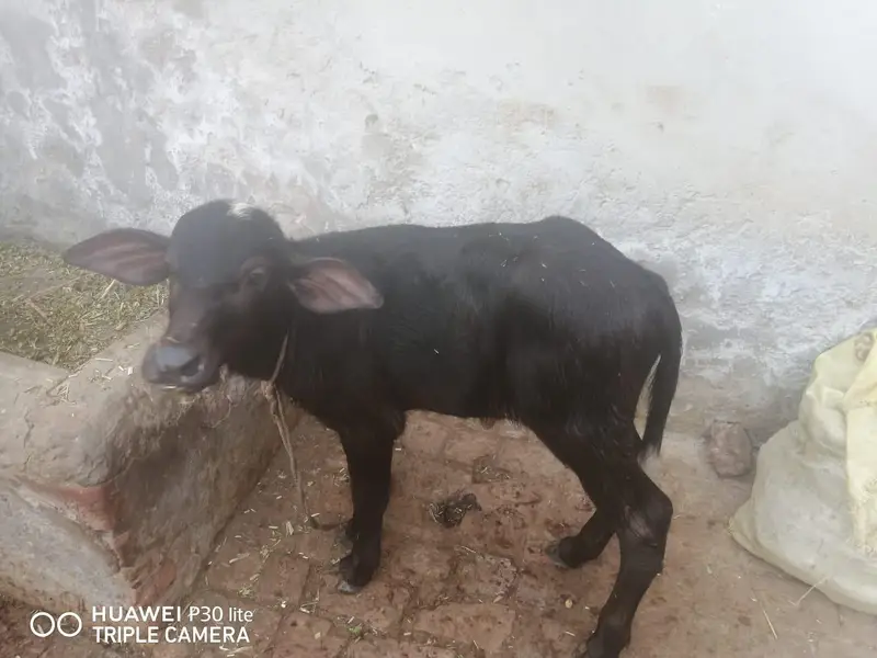 بھینس سیل کرنی ہے ساتھ ایک بچہ بھی ہے — photo 3