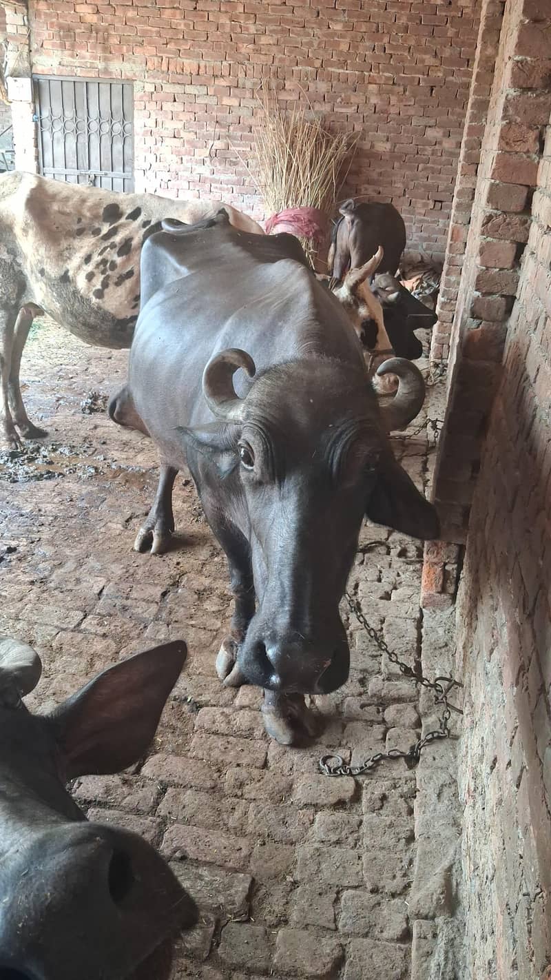 بھینس سیل کرنی ہے ساتھ ایک بچہ بھی ہے 3