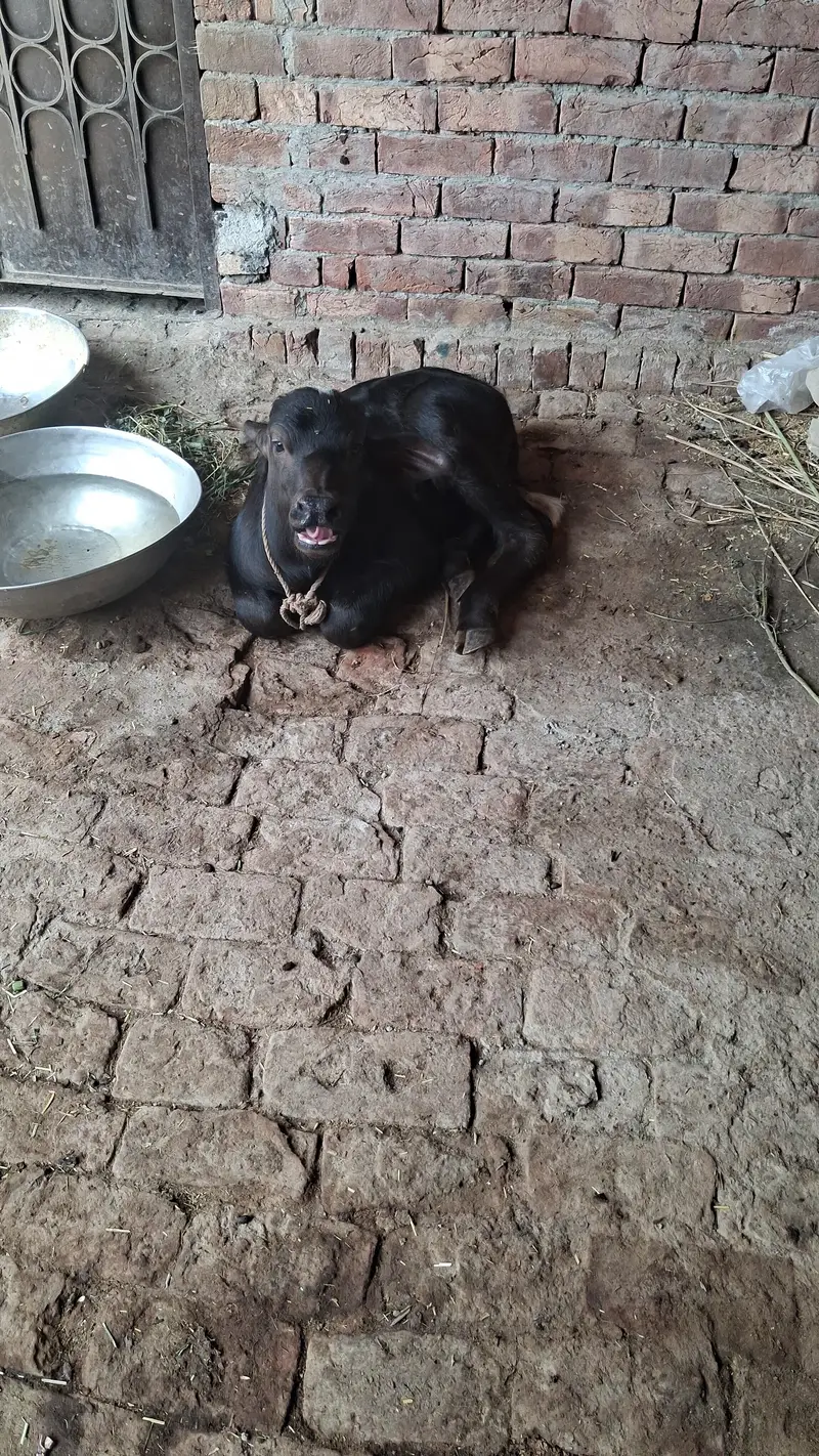بھینس سیل کرنی ہے ساتھ ایک بچہ بھی ہے — photo 6