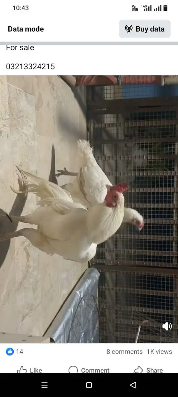 Pepper white miyanwali heera — photo 2