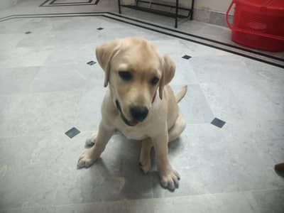lebra dog for sale