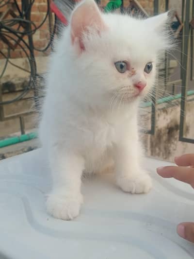 Male cat 2 month ka ha bacha