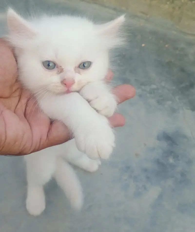Male cat 2 month ka ha bacha — photo 2
