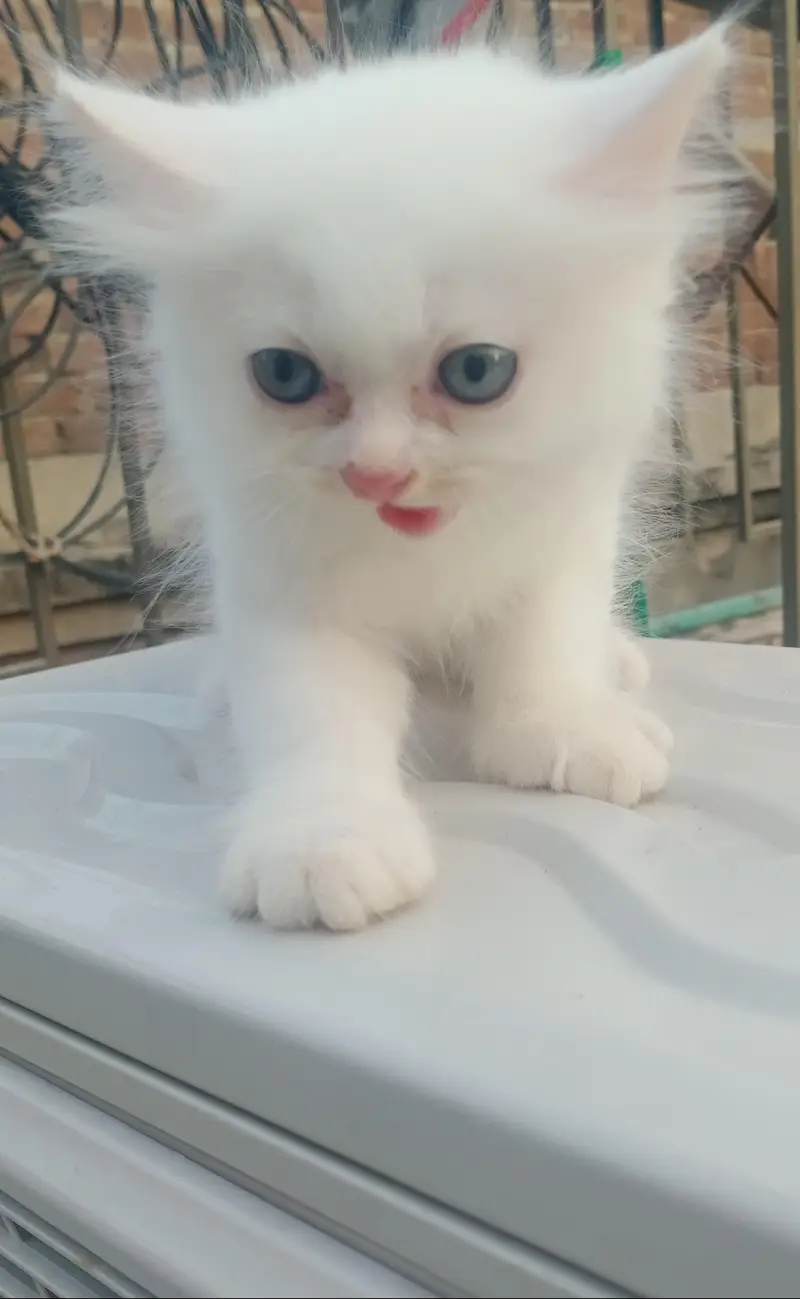 Male cat 2 month ka ha bacha — photo 3