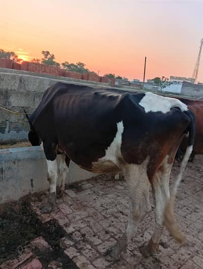 friesian cow for sale