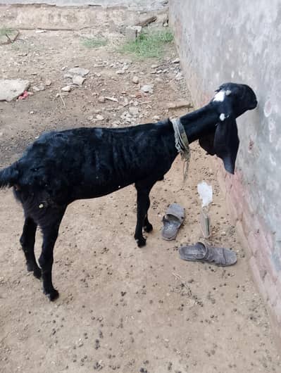 pure black ambertesri beatel female