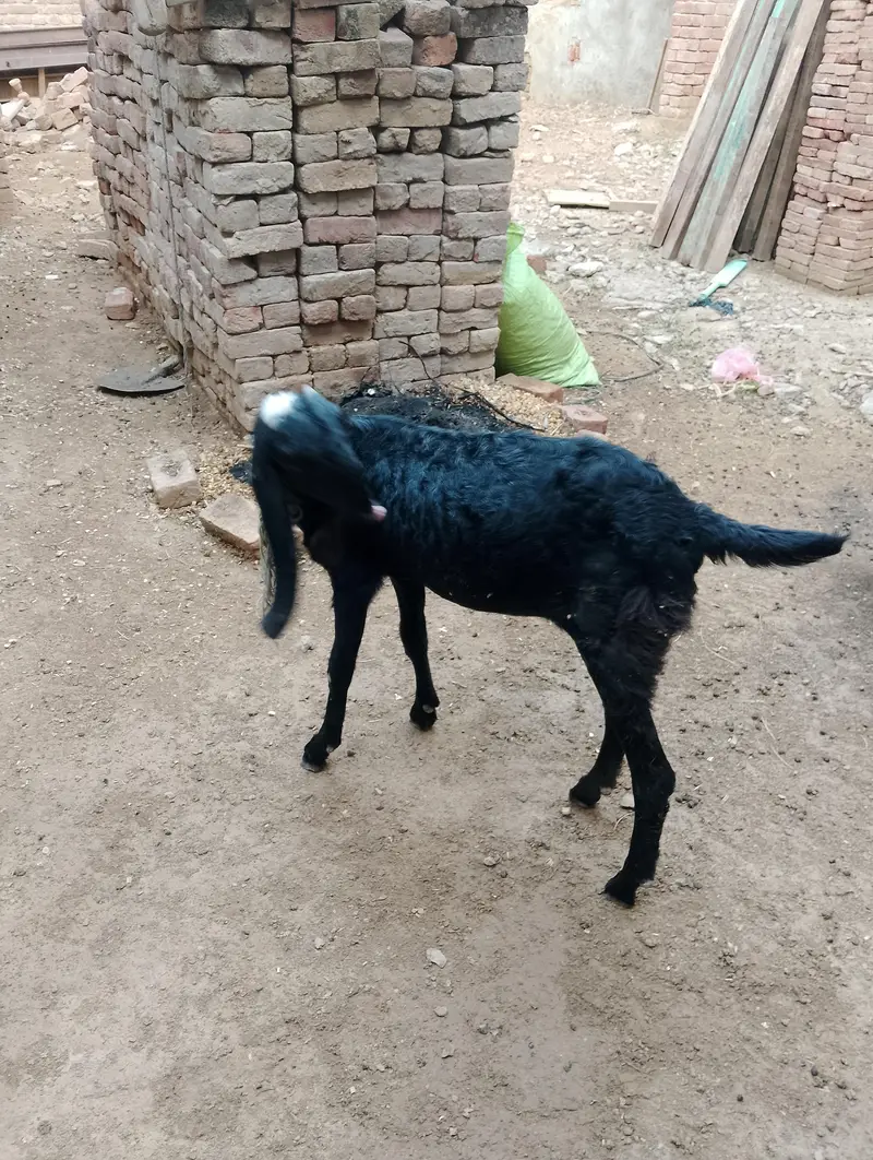 pure black ambertesri beatel female — photo 3