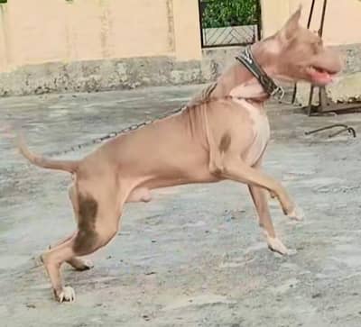 walati