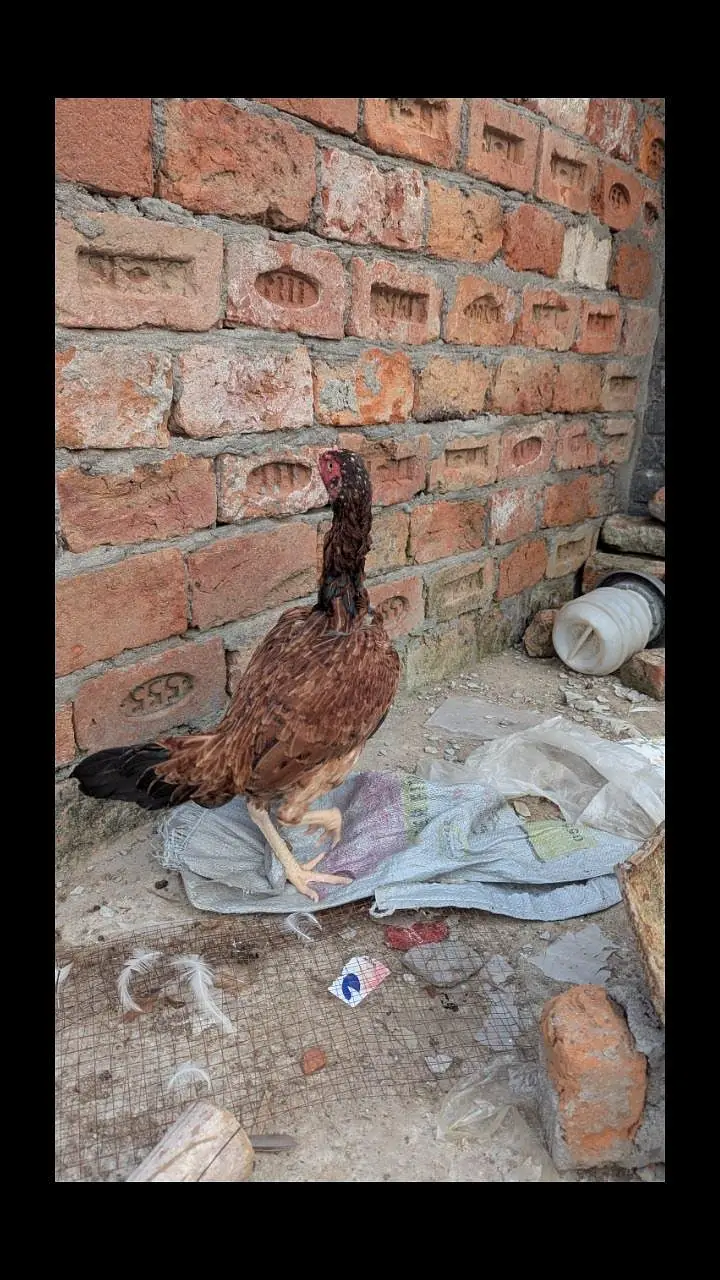 1 add murga 2murgi 1aseel or 1chini murgi for sale series log rabta k — photo 2