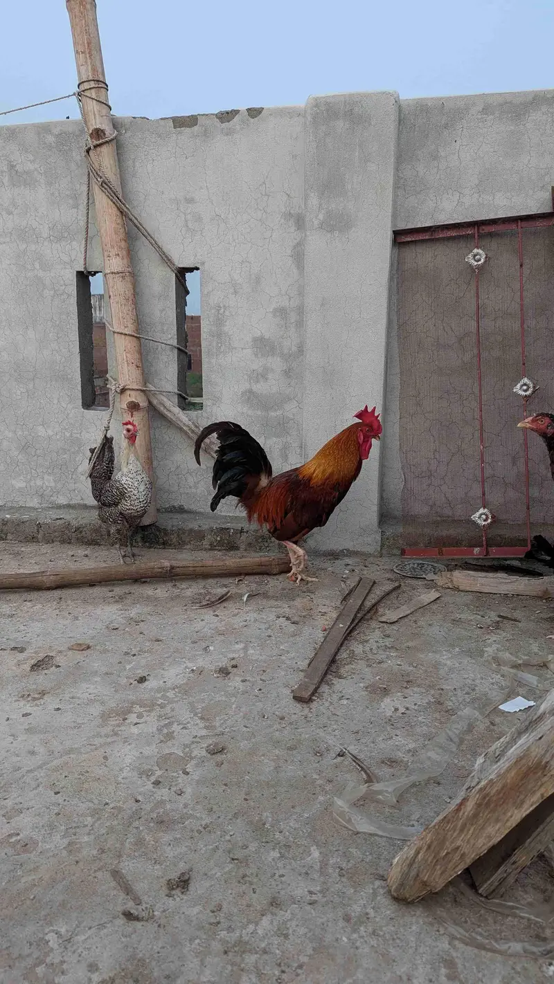 1 add murga 2murgi 1aseel or 1chini murgi for sale series log rabta k — photo 4