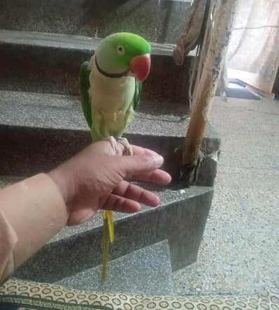 parot