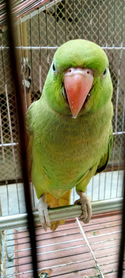 kashmiri parrot male