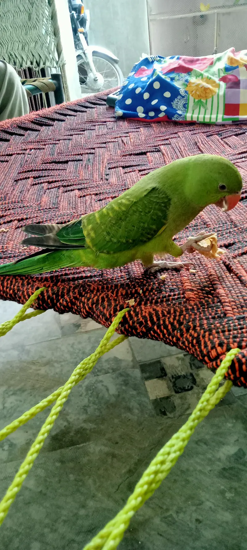 kashmiri parrot male — photo 2