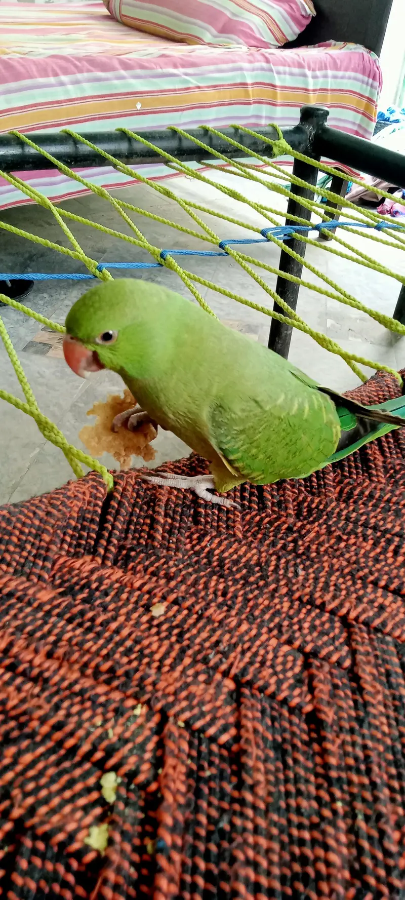 kashmiri parrot male — photo 3