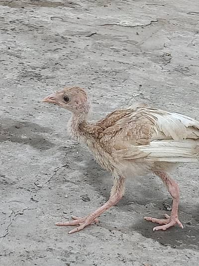 Turkey