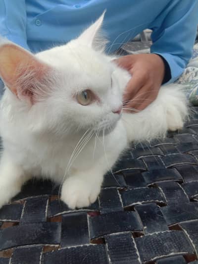 Full train Persian Cat Triple court