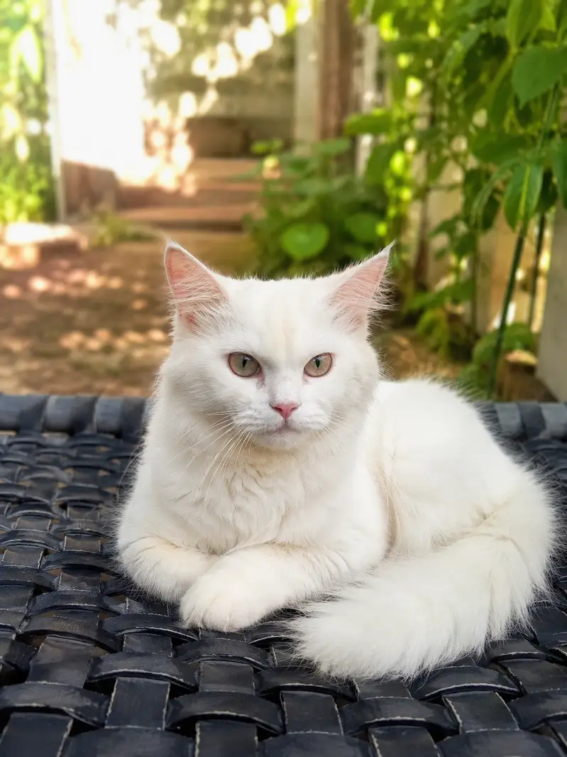 Full train Persian Cat Triple court — photo 2