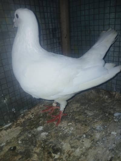 pigen  for sale