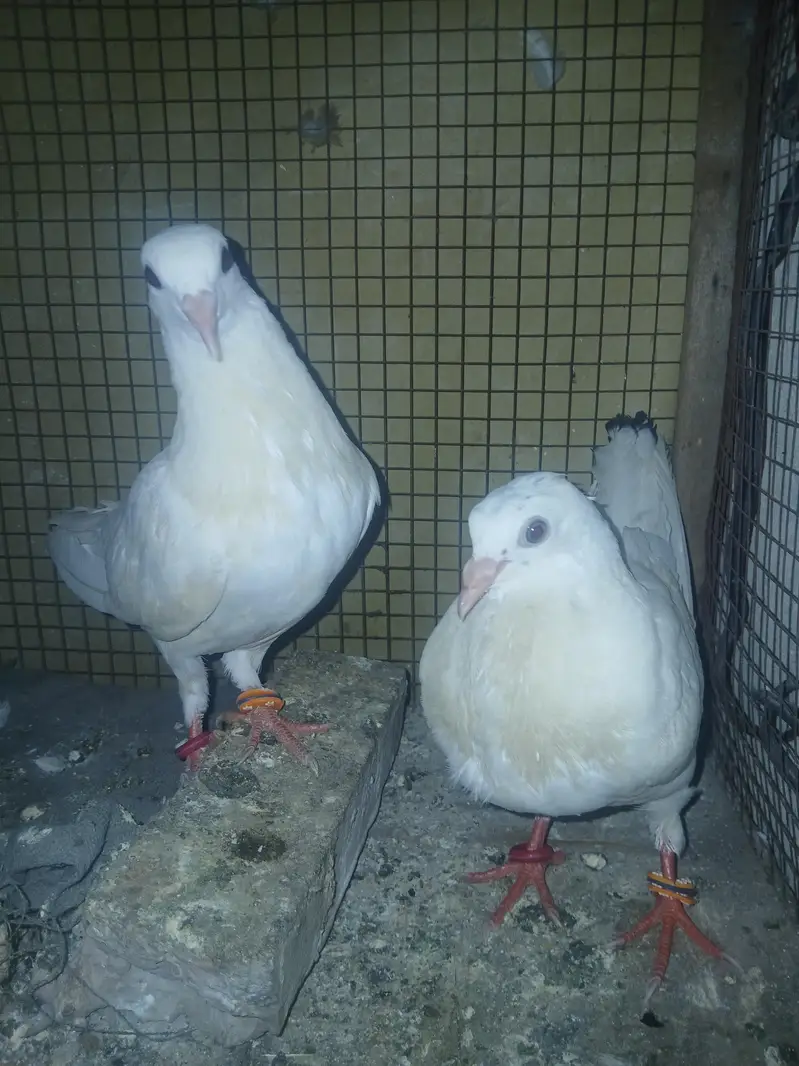 pigen  for sale — photo 2