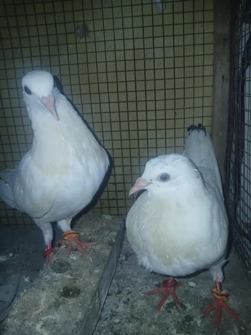pigen  for sale — photo 3