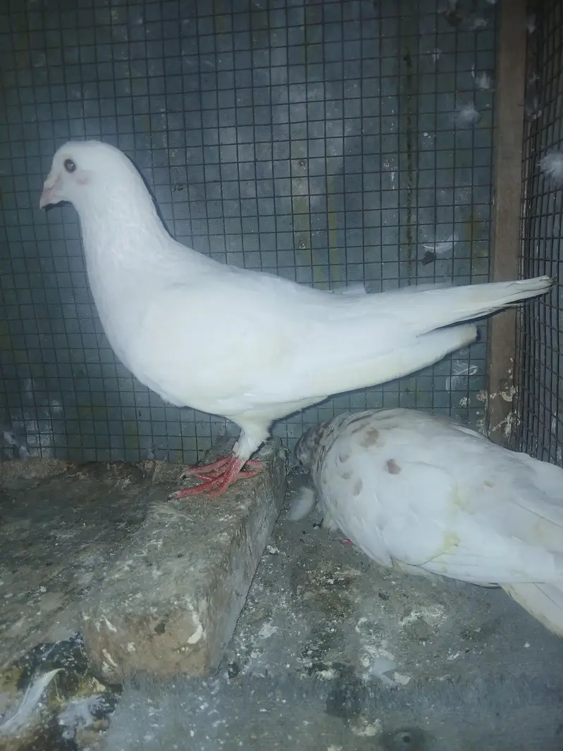 pigen  for sale — photo 4