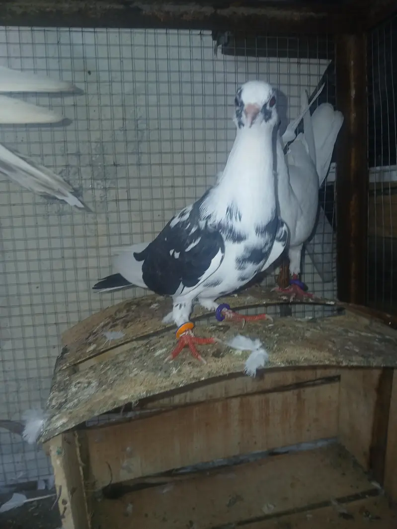 pigen  for sale — photo 5