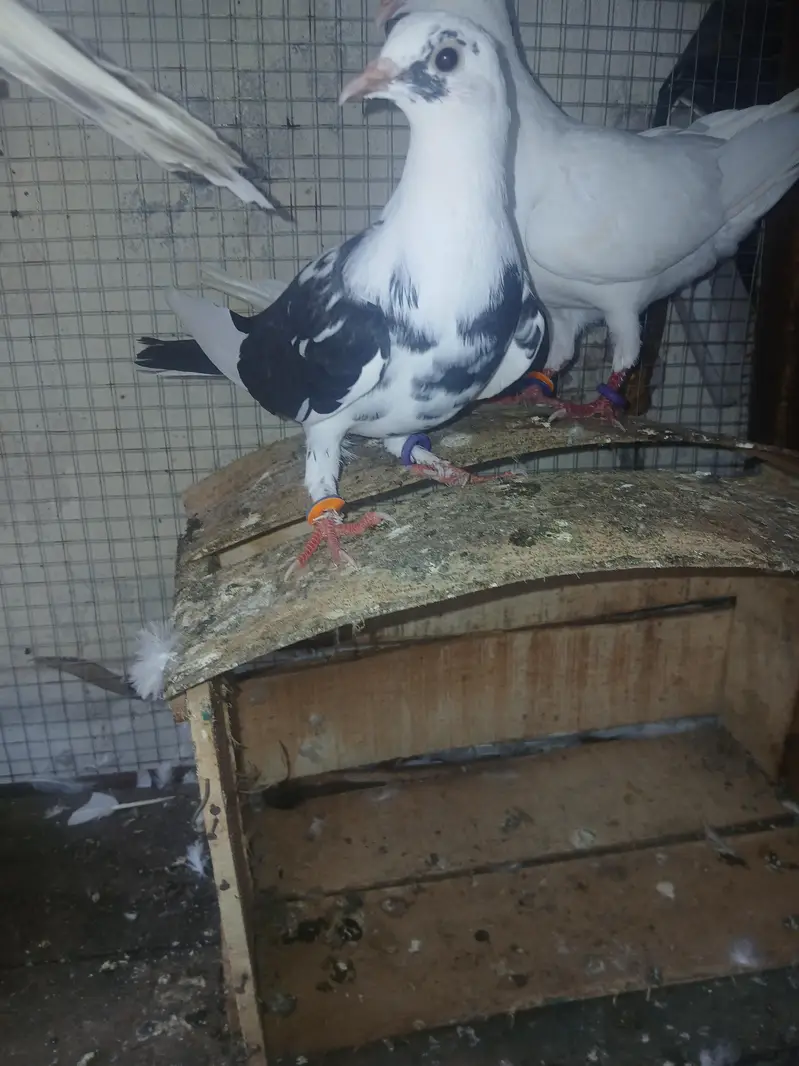 pigen  for sale — photo 6