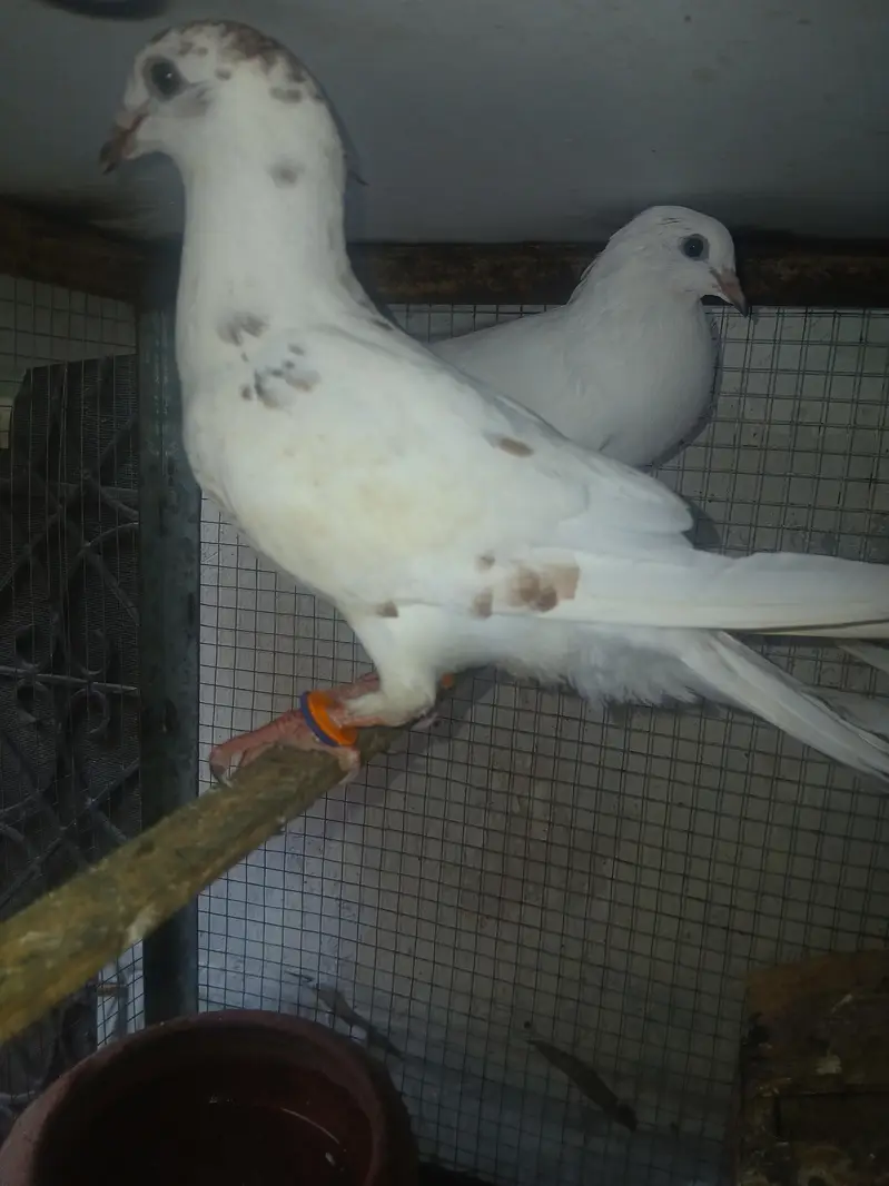 pigen  for sale — photo 7