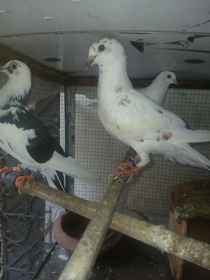 pigen  for sale — photo 8