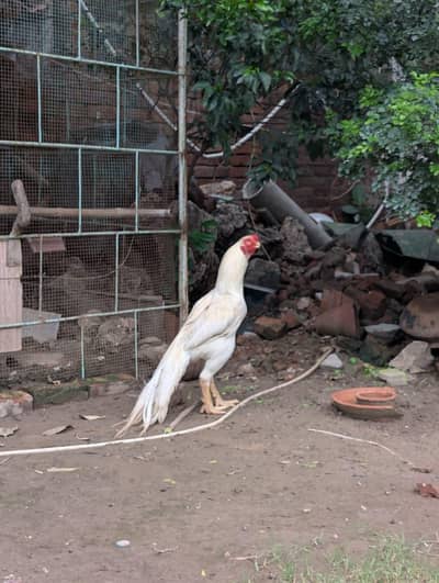 Indian Parrot beak Pair | Top Quality Male | Imported Bloodline | A+