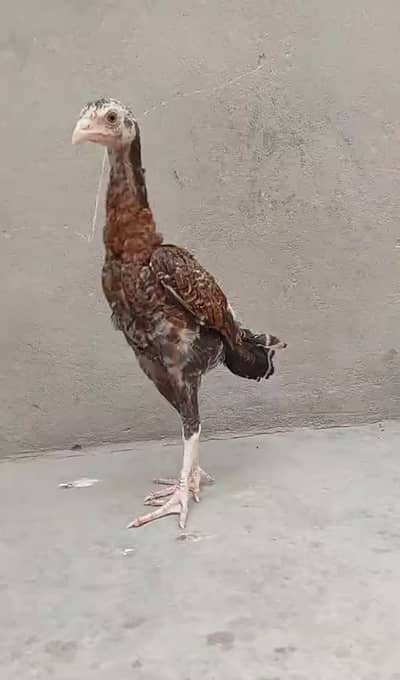 5 aseel chicks