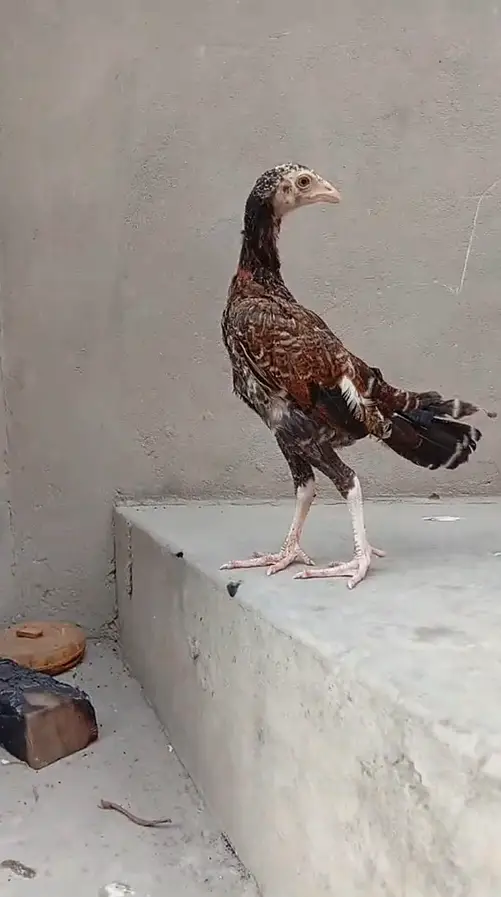 5 aseel chicks — photo 2