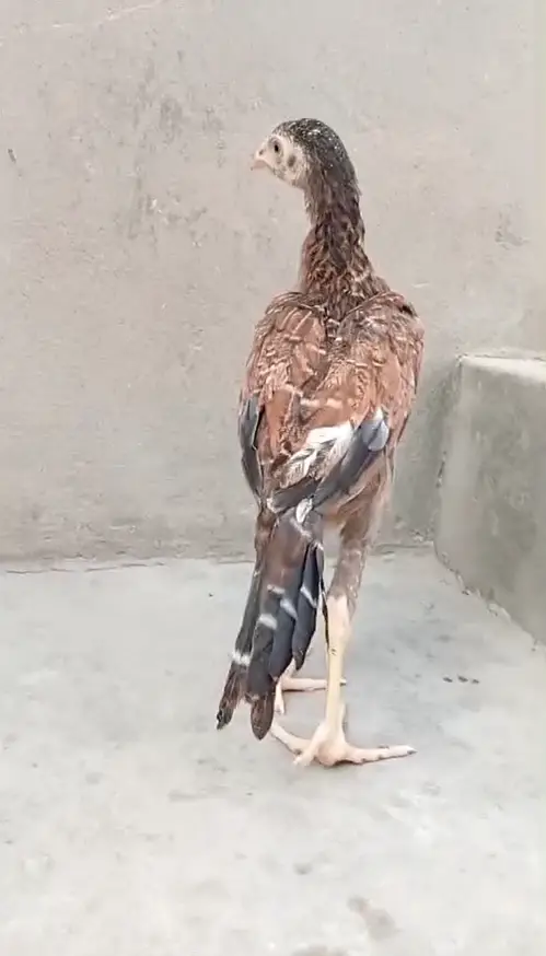 5 aseel chicks — photo 6