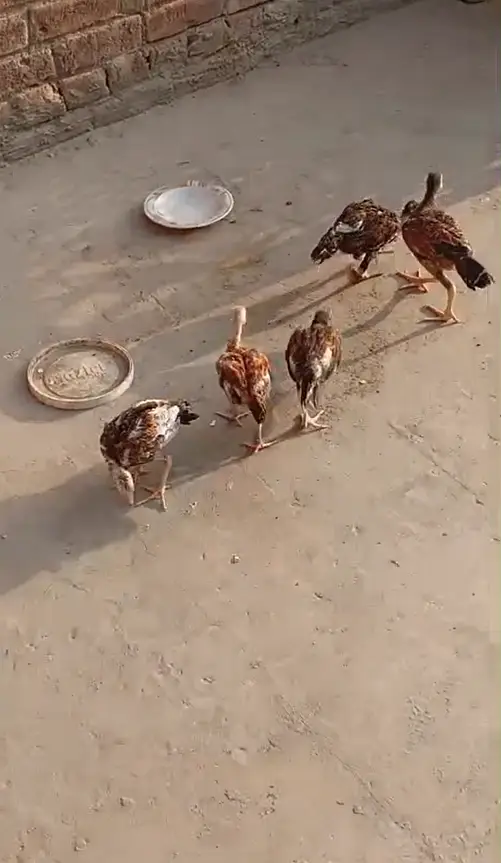 5 aseel chicks — photo 7