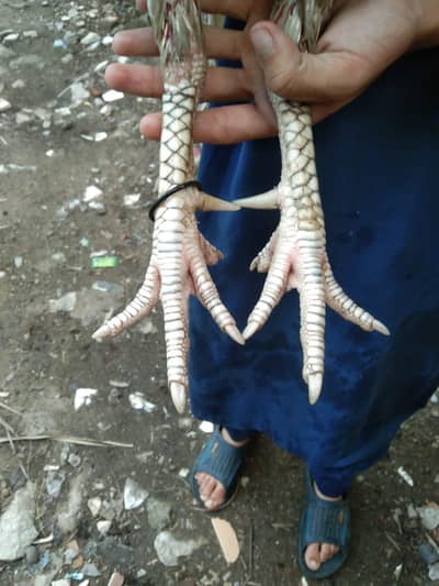 aseel murga white